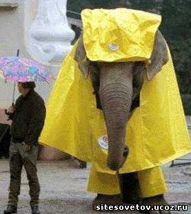 слон и дождевик